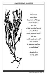 Seaweed self tanning jelly